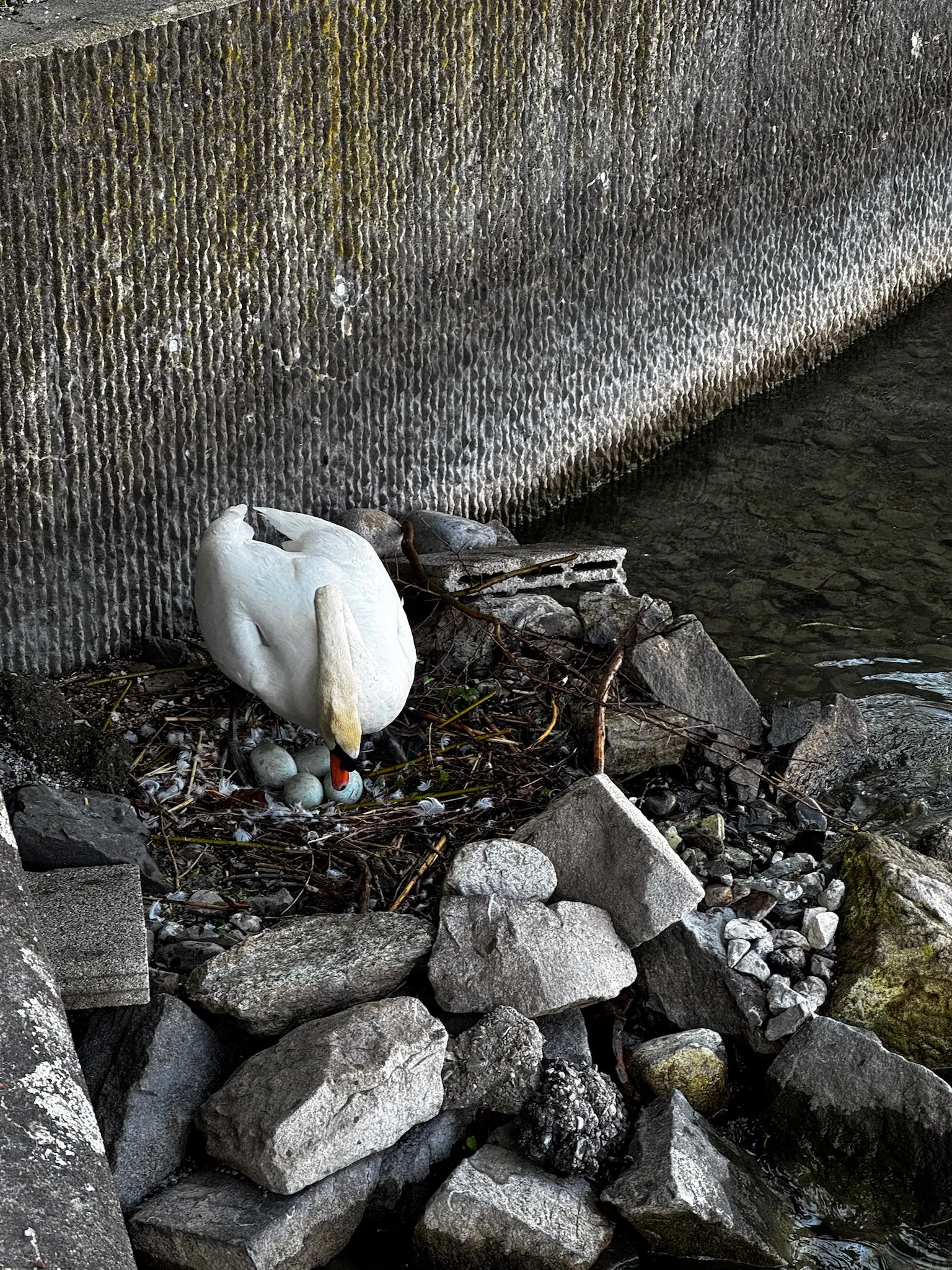 Alpine trail through trees